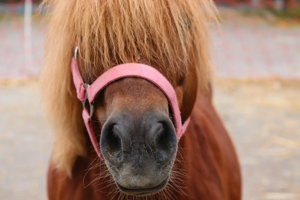 19 hestegaver til piger i alderen 9-12 år