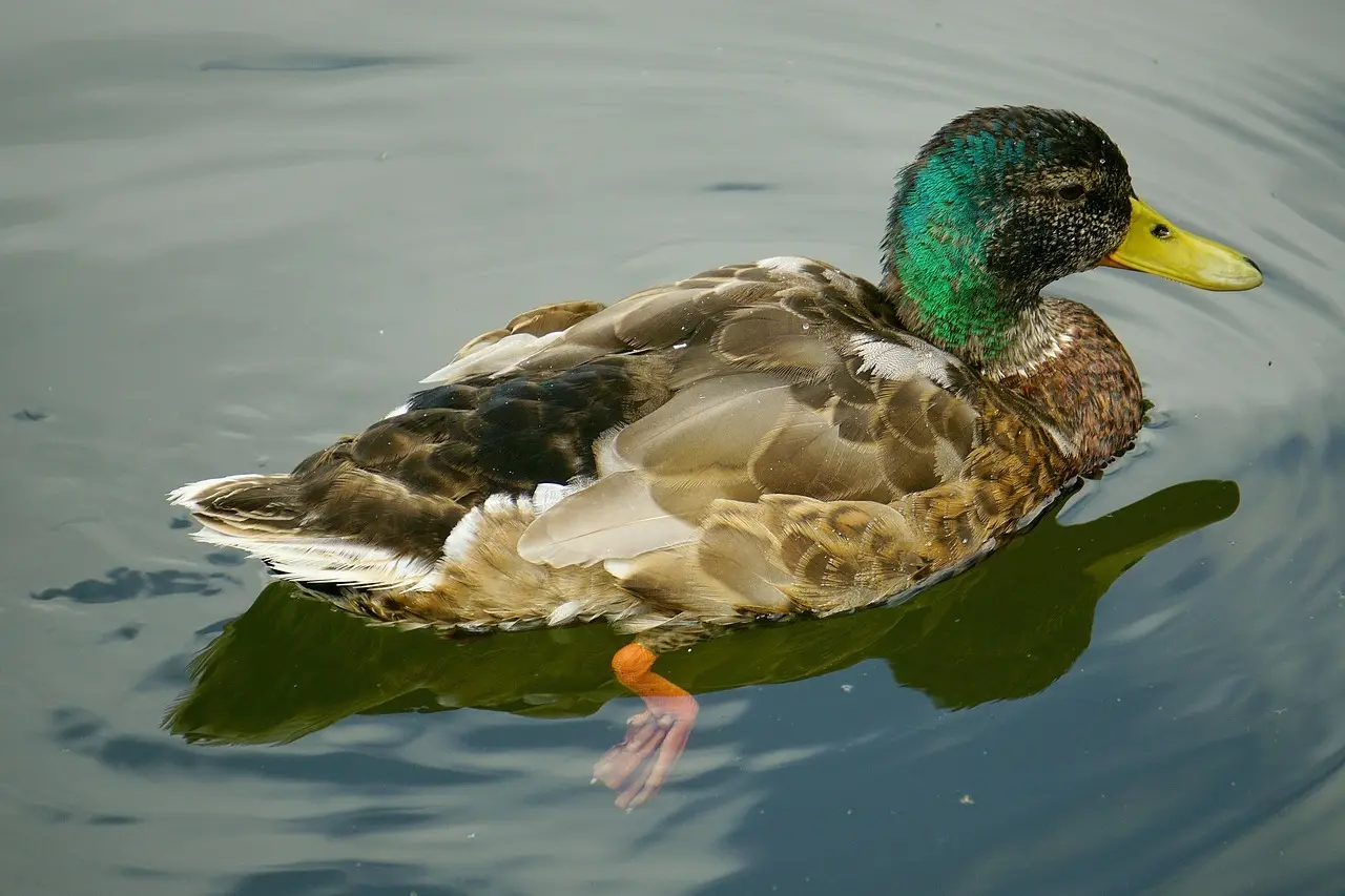 Muligheder til Nummer krydsord