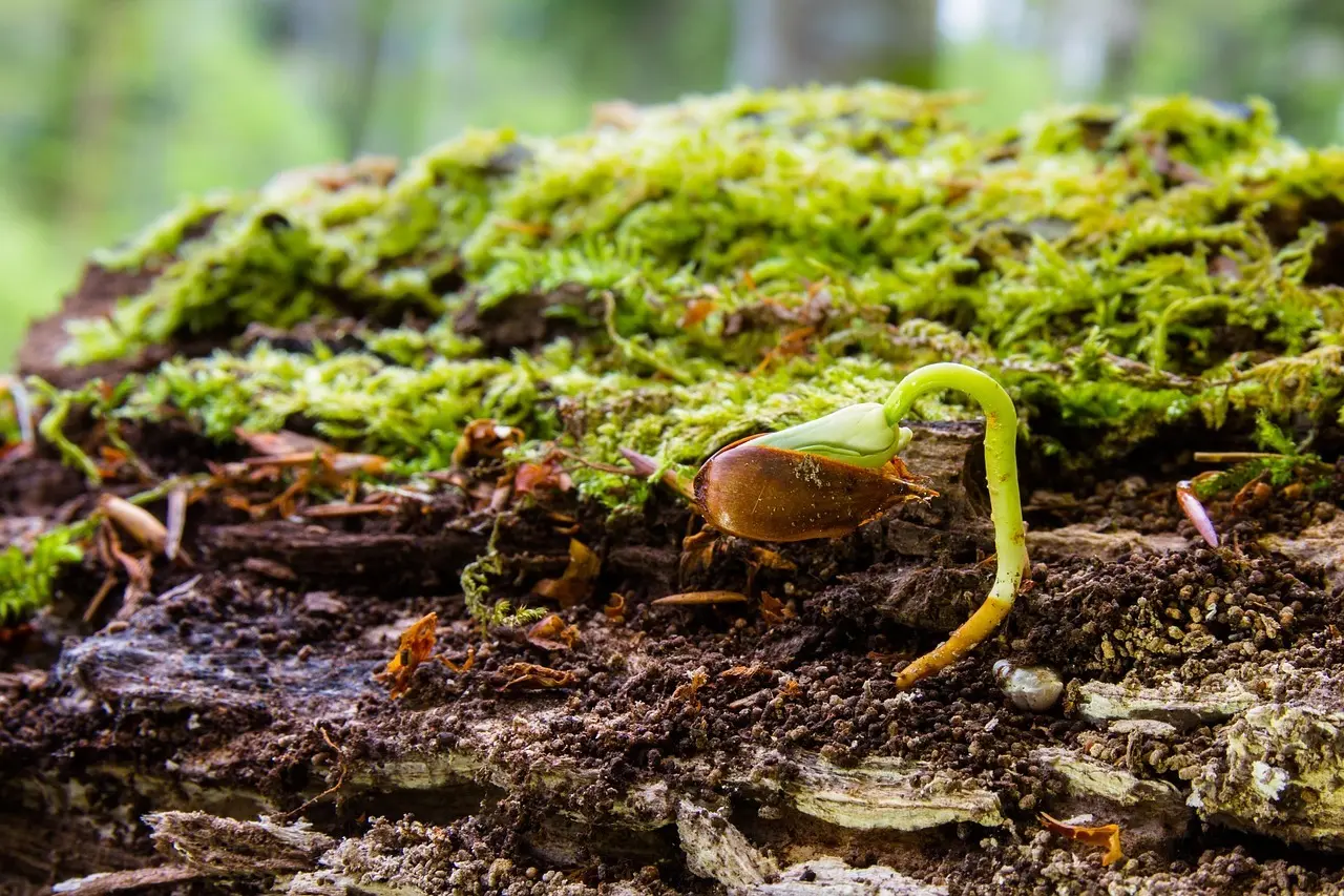 19 plantefrø til en grøn pakkekalender