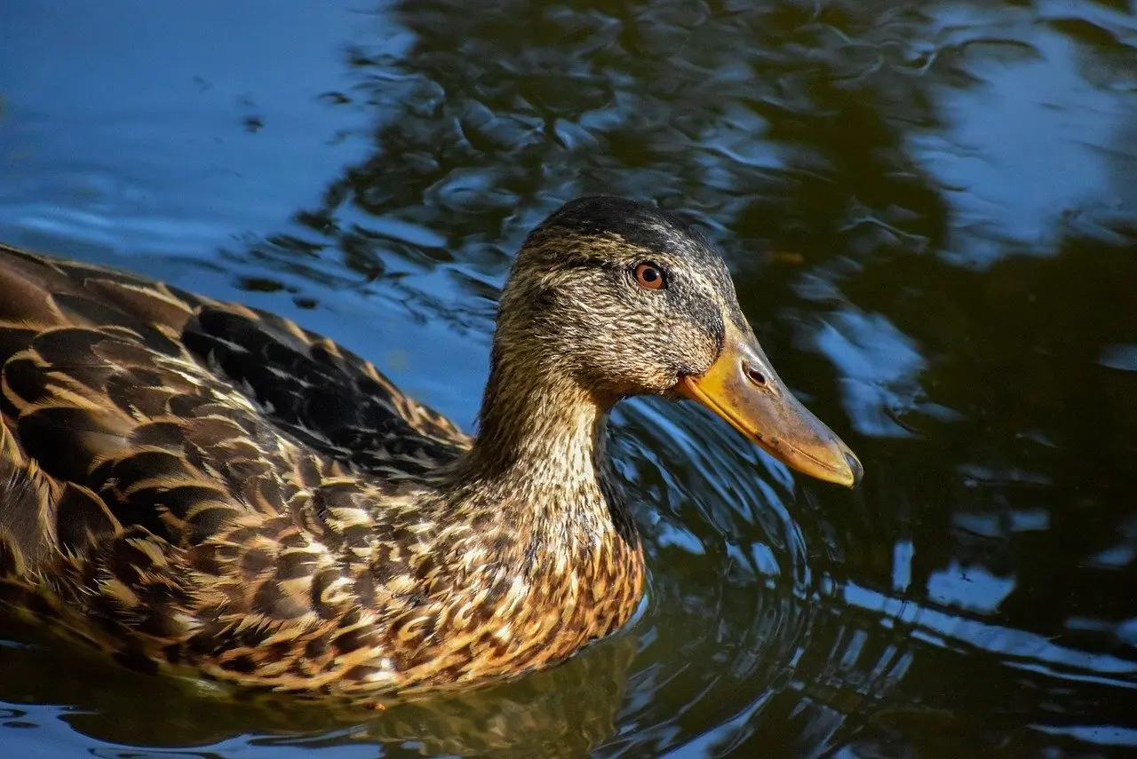 Malm Krydsord Betydning