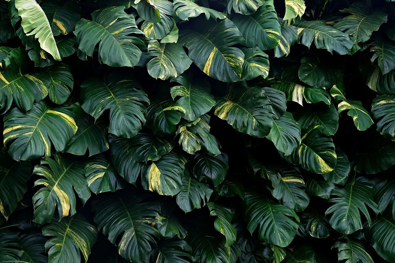 Gaveidéer til hende der elsker stueplanter